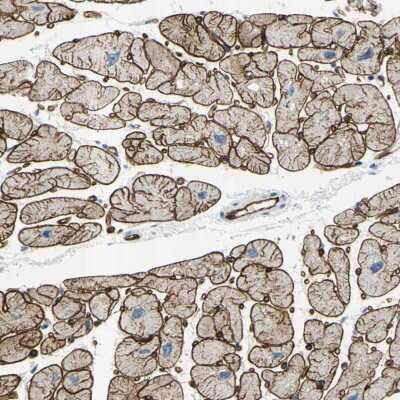 Immunohistochemistry-Paraffin PRRG2 Antibody