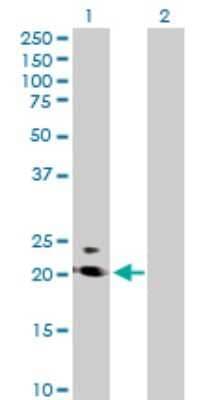 Western Blot: PRRG2 Antibody [H00005639-B01P] - Analysis of PRRG2 expression in transfected 293T cell line by PRRG2 polyclonal antibody.  Lane 1: PRRG2 transfected lysate(22.22 KDa). Lane 2: Non-transfected lysate.