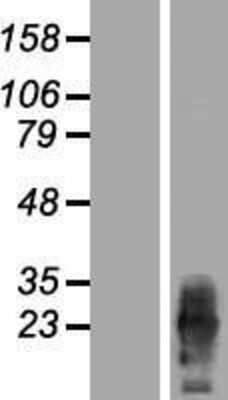 Western Blot: PRRG2 Overexpression Lysate (Adult Normal) [NBP2-08991] Left-Empty vector transfected control cell lysate (HEK293 cell lysate); Right -Over-expression Lysate for PRRG2.