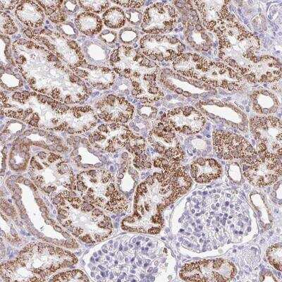 Immunohistochemistry-Paraffin PRRG3 Antibody