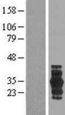 Western Blot PRRG3 Overexpression Lysate