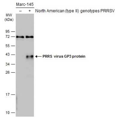 Western Blot: PRRSV GP3 Antibody [NBP3-12890] - Non-infected (-) and infected (+) Marc-145 whole cell extracts (15 ug) were separated by 12% SDS-PAGE, and the membrane was blotted with PRRSV GP3 antibody (NBP3-12890) diluted at 1:500. The HRP-conjugated anti-rabbit IgG antibody (NBP2-19301) was used to detect the primary antibody.