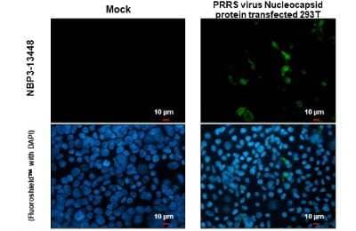 Immunocytochemistry/Immunofluorescence: PRRSV Nucleocapsid Antibody [NBP3-13448] - PRRSV Nucleocapsid antibody detects PRRSV Nucleocapsid protein at cytoplasm by immunofluorescent analysis. Sample: Mock and transfected 293T cells were fixed in 4% paraformaldehyde at RT for 15 min. Green: PRRSV Nucleocapsid stained by PRRSV Nucleocapsid antibody (NBP3-13448) diluted at 1:2000.