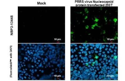 Immunocytochemistry/Immunofluorescence: PRRSV Nucleocapsid Antibody [NBP3-13448] - PRRSV Nucleocapsid antibody detects PRRSV Nucleocapsid protein at cytoplasm by immunofluorescent analysis. Sample: Mock and transfected 293T cells were fixed in 4% paraformaldehyde at RT for 15 min. Green: PRRSV Nucleocapsid stained by PRRSV Nucleocapsid antibody (NBP3-13448) diluted at 1:2000.