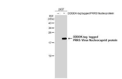 Western Blot: PRRSV Nucleocapsid Antibody [NBP3-13448] - Non-transfected (-) and transfected (+) 293T whole cell extracts (30 ug) were separated by 15% SDS-PAGE, and the membrane was blotted with PRRS Virus Nucleocapsid protein antibody (NBP3-13448) diluted at 1:5000. The HRP-conjugated anti-rabbit IgG antibody (NBP2-19301) was used to detect the primary antibody.