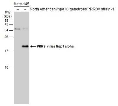 Western Blot: PRRSV nsp1 alpha Antibody [NBP3-13275] - Non-infected (-) and infected (+) Marc-145 whole cell extracts (15 ug) were separated by 15% SDS-PAGE, and the membrane was blotted with PRRSV nsp1 alpha antibody (NBP3-13275) diluted at 1:10000. The HRP-conjugated anti-rabbit IgG antibody (NBP2-19301) was used to detect the primary antibody.