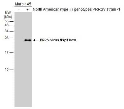 Western Blot: PRRSV nsp1 beta Antibody [NBP3-13276] - Non-infected (-) and infected (+) Marc-145 whole cell extracts (15 ug) were separated by 15% SDS-PAGE, and the membrane was blotted with PRRSV nsp1 beta antibody (NBP3-13276) diluted at 1:5000. The HRP-conjugated anti-rabbit IgG antibody (NBP2-19301) was used to detect the primary antibody.