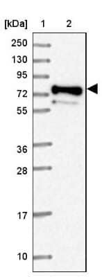 Western Blot: PRRT4 Antibody [NBP2-37917] - Lane 1: Marker  [kDa] 250, 130, 95, 72, 55, 36, 28, 17, 10.  Lane 2: Human cell line RT-4