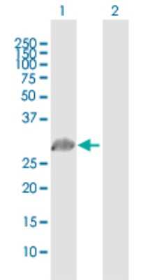 Western Blot: PRRX1 Antibody [H00005396-B01P] - Analysis of PRRX1 expression in transfected 293T cell line by PRRX1 polyclonal antibody.  Lane 1: PRRX1 transfected lysate(23.87 KDa). Lane 2: Non-transfected lysate.