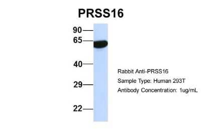 Western Blot PRSS16 Antibody - BSA Free