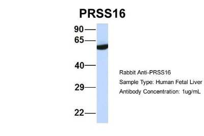 Western Blot PRSS16 Antibody - BSA Free