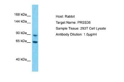 Western Blot: PRSS36 Antibody [NBP2-83425] - Host: Rabbit. Target Name: PRSS36. Sample Type: 293T Whole Cell lysates. Antibody Dilution: 1.0ug/ml