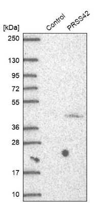 Western Blot: PRSS42 Antibody [NBP1-93439] - Analysis in control (vector only transfected HEK293T lysate) and PRSS42 over-expression lysate (Co-expressed with a C-terminal myc-DDK tag (3.1 kDa) in mammalian HEK293T cells).