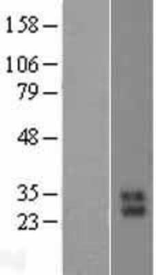 Western Blot: PRSS57 Overexpression Lysate (Adult Normal) [NBL1-12344] Left-Empty vector transfected control cell lysate (HEK293 cell lysate); Right -Over-expression Lysate for PRSS57.