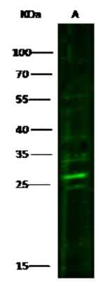 Western Blot: PRTFDC1 Antibody [NBP3-00245] - Anti-PRTFDC1 rabbit polyclonal antibody at 1:500 dilution. Lane A: HepG2 Whole Cell Lysate. Lysates/proteins at 30 ug per lane. Secondary Goat Anti-Rabbit IgG H&L (Dylight 800) at 1/10000 dilution. Developed using the Odyssey technique. Performed under reducing conditions. Predicted band size: 26 kDa. Observed band size: 27 kDa