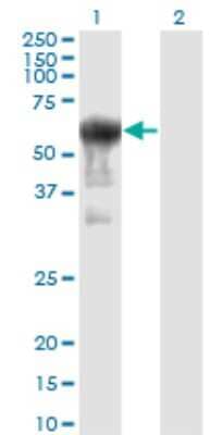 Western Blot: PRUNE Antibody (1C11) [H00058497-M01] - Analysis of PRUNE expression in transfected 293T cell line by PRUNE monoclonal antibody (M01), clone 1C11.Lane 1: PRUNE transfected lysate(50.2 KDa).Lane 2: Non-transfected lysate.