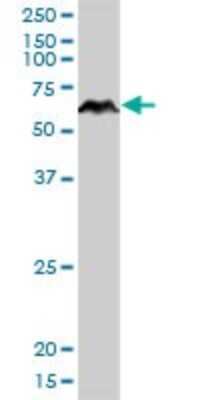 Western Blot PRUNE Antibody - Azide and BSA Free