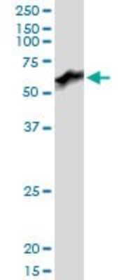 Western Blot PRUNE Antibody - Azide and BSA Free