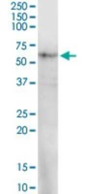 Western Blot PRUNE Antibody - Azide and BSA Free