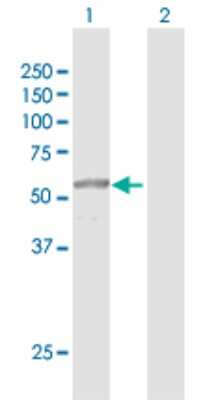 Western Blot PRUNE Antibody - Azide and BSA Free