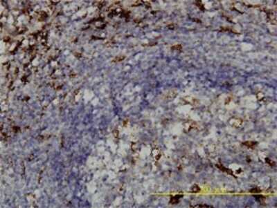 Immunohistochemistry-Paraffin: PSAP Antibody (1D1-C12) [H00005660-M01] - Analysis of monoclonal antibody to PSAP on formalin-fixed paraffin-embedded human spleen tissue. Antibody concentration 5 ug/ml.