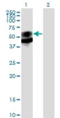 Western Blot: PSAP Antibody (1D1-C12) [H00005660-M01] - Analysis of PSAP expression in transfected 293T cell line by PSAP monoclonal antibody (M01), clone 1D1-C12.Lane 1: PSAP transfected lysate(58.1 KDa).Lane 2: Non-transfected lysate.