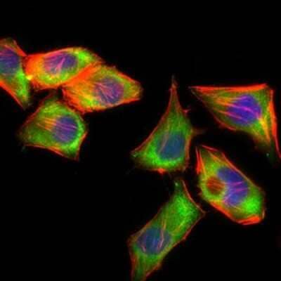 Immunocytochemistry/Immunofluorescence: PSAP Antibody (4D5F4) [NBP2-37422] - Immunofluorescence analysis of HepG2 cells using PSAP mouse mAb (green). Blue: DRAQ5 fluorescent DNA dye. Red: Actin filaments have been labeled with Alexa Fluor-555 phalloidin.