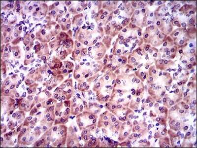 Immunohistochemistry-Paraffin: PSAP Antibody (4D5F4) [NBP2-37422] - Analysis of pancreas tissues using PSAP mouse mAb with DAB staining.