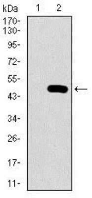 Western Blot PSAP Antibody (4D5F4) - BSA Free