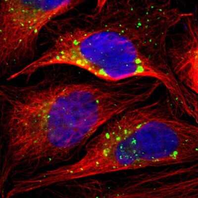 Immunocytochemistry/Immunofluorescence: PSAP Antibody [NBP1-83363] - Staining of human cell line U-2 OS shows localization to vesicles. Antibody staining is shown in green.