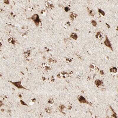 Immunohistochemistry-Paraffin: PSAP Antibody [NBP1-83363] - Staining of human cerebral cortex shows strong granular cytoplasmic positivity in neurons.