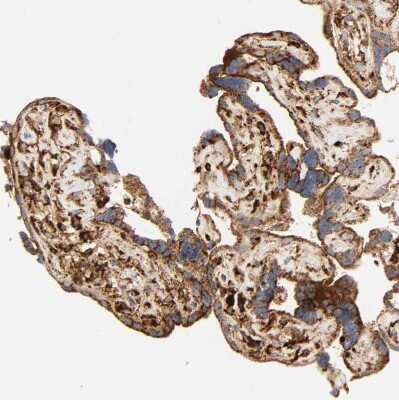 Immunohistochemistry-Paraffin: PSAP Antibody [NBP1-83363] - Staining of human placenta shows strong granular cytoplasmic positivity in trophoblastic cells.