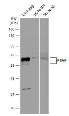 Western Blot: PSAP Antibody [NBP1-33459] - Various whole cell extracts (30 ug) were separated by 10% SDS-PAGE, and the membrane was blotted with PSAP antibody diluted at 1:2000. The HRP-conjugated anti-rabbit IgG antibody was used to detect the primary antibody.