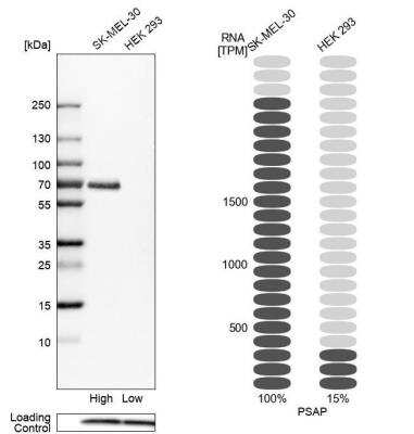 <b>Orthogonal Strategies Validation. </b>Western Blot: PSAP Antibody [NBP1-83363] - Analysis in human cell lines SK-MEL-30 and HEK293. Corresponding RNA-seq data are presented for the same cell lines. Loading control: Anti-PFN1.