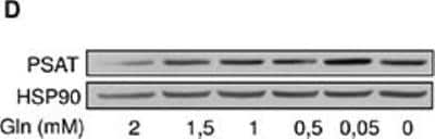 Western Blot: PSAT1 Antibody [H00029968-A01] - Representative immunoblots for PSAT in HL-60 leukemia cells incubated for 48 hours in medium containing the indicated decreasing concentrations of Gln. Image collected and cropped by CiteAb from the following publication (oncotarget.com/article/6426/text/), licensed under a CC-BY license.