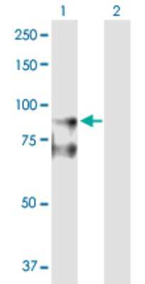 Western Blot: PSD-95 Antibody [H00001742-D01P] - Analysis of DLG4 expression in transfected 293T cell line by DLG4 polyclonal antibody.Lane 1: DLG4 transfected lysate(85.40 KDa).Lane 2: Non-transfected lysate.