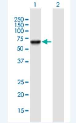 Western Blot: PSD3 Antibody [H00023362-B01P-50ug] - Analysis of PSD3 expression in transfected 293T cell line (H00023362-T01) by PSD3 MaxPab polyclonal antibody.  Lane1:PSD3 transfected lysate(56.43 KDa). Lane2:Non-transfected lysate.