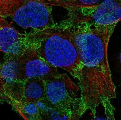 Immunocytochemistry/Immunofluorescence: PSD93 Antibody [NBP2-58558] - Staining of human cell line CACO-2 shows localization to plasma membrane. Antibody staining is shown in green. 