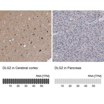 <b>Orthogonal Strategies Validation. </b>Immunohistochemistry-Paraffin: PSD93 Antibody [NBP1-88088] - Staining in human cerebral cortex and pancreas tissues.. Corresponding DLG2 RNA-seq data are presented for the same tissues.