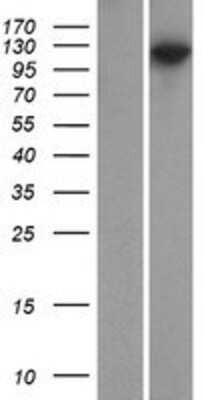 Western Blot: PSD93 Overexpression Lysate (Adult Normal) [NBP2-11069] Left-Empty vector transfected control cell lysate (HEK293 cell lysate); Right -Over-expression Lysate for PSD93.