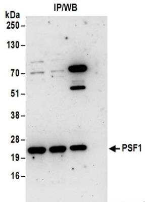 Immunoprecipitation: PSF1 Antibody [NBP2-32156] - Samples:  Whole cell lysate (1 mg for IP; 20% of IP loaded) from HeLa cells.  Antibodies:  Affinity purified rabbit anti-PSF1 antibody NBP2-32156 used for IP at 6 ug/mg lysate. For blotting immunoprecipitated PSF1, NBP2-32156 was used at 1 ug/ml.  Detection: Chemiluminescence with an exposure time of 30 seconds.