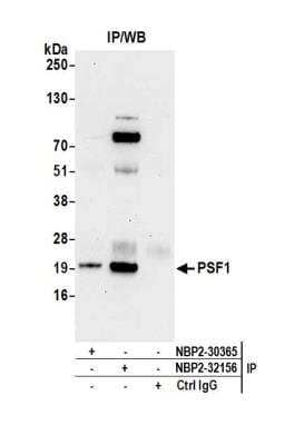 Immunoprecipitation PSF1 Antibody