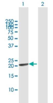 Western Blot: PSF1 Antibody [H00009837-B01P] - Analysis of GINS1 expression in transfected 293T cell line by GINS1 polyclonal antibody.  Lane 1: GINS1 transfected lysate(21.67 KDa). Lane 2: Non-transfected lysate.