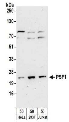 Western Blot PSF1 Antibody