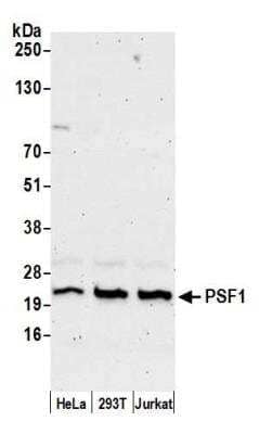 Western Blot PSF1 Antibody