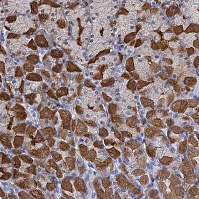 Immunohistochemistry-Paraffin PSF3 Antibody