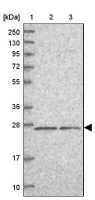 Western Blot PSF3 Antibody