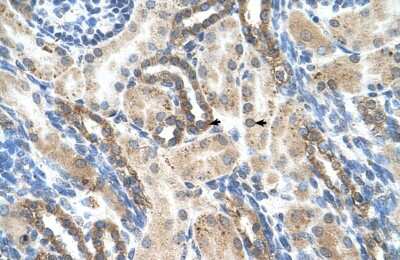 Immunohistochemistry-Paraffin: PSG-1 Antibody [NBP1-58001] - Human kidney Tissue, antibody concentration 4-8ug/ml. Cells with positive label: renal corpuscle cells (indicated with arrows) 400X magnification.