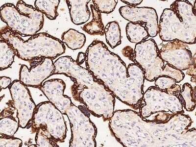 Immunohistochemistry-Paraffin: PSG1 Antibody [NBP2-97038] - Immunochemical staining of human PSG1 in human placenta with rabbit polyclonal antibody at 1:1000 dilution, formalin-fixed paraffin embedded sections.