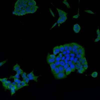 Immunocytochemistry/Immunofluorescence: PSG16 Antibody [NBP2-67085] - Staining Psg16 in mouse embryonic stem cells D3 (green). Cells were fixed in paraformaldehyde, permeabilised with 0.25% Triton X100/PBS and counterstained with DAPI in order to highlight the nucleus (blue).